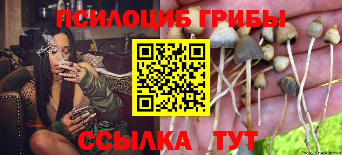 Псилоцибиновые грибы Psilocybine cubensis  Вход с VPN  Томск 
